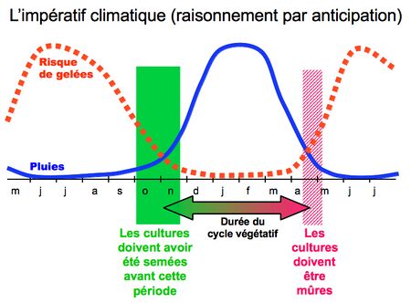 Origine et diffusion du maïs