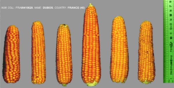 populations françaises de maïs utilisées avant 1950