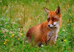 Un renard roux (Vulpes vulpes)